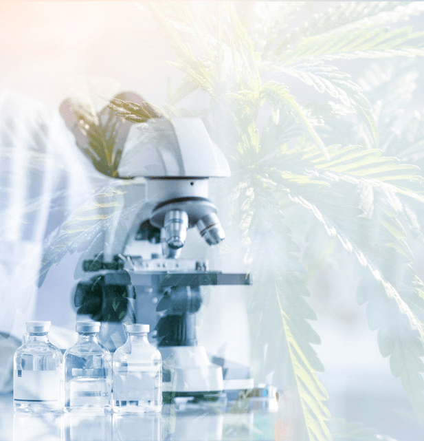 The Cannabis Dispensary Case Study